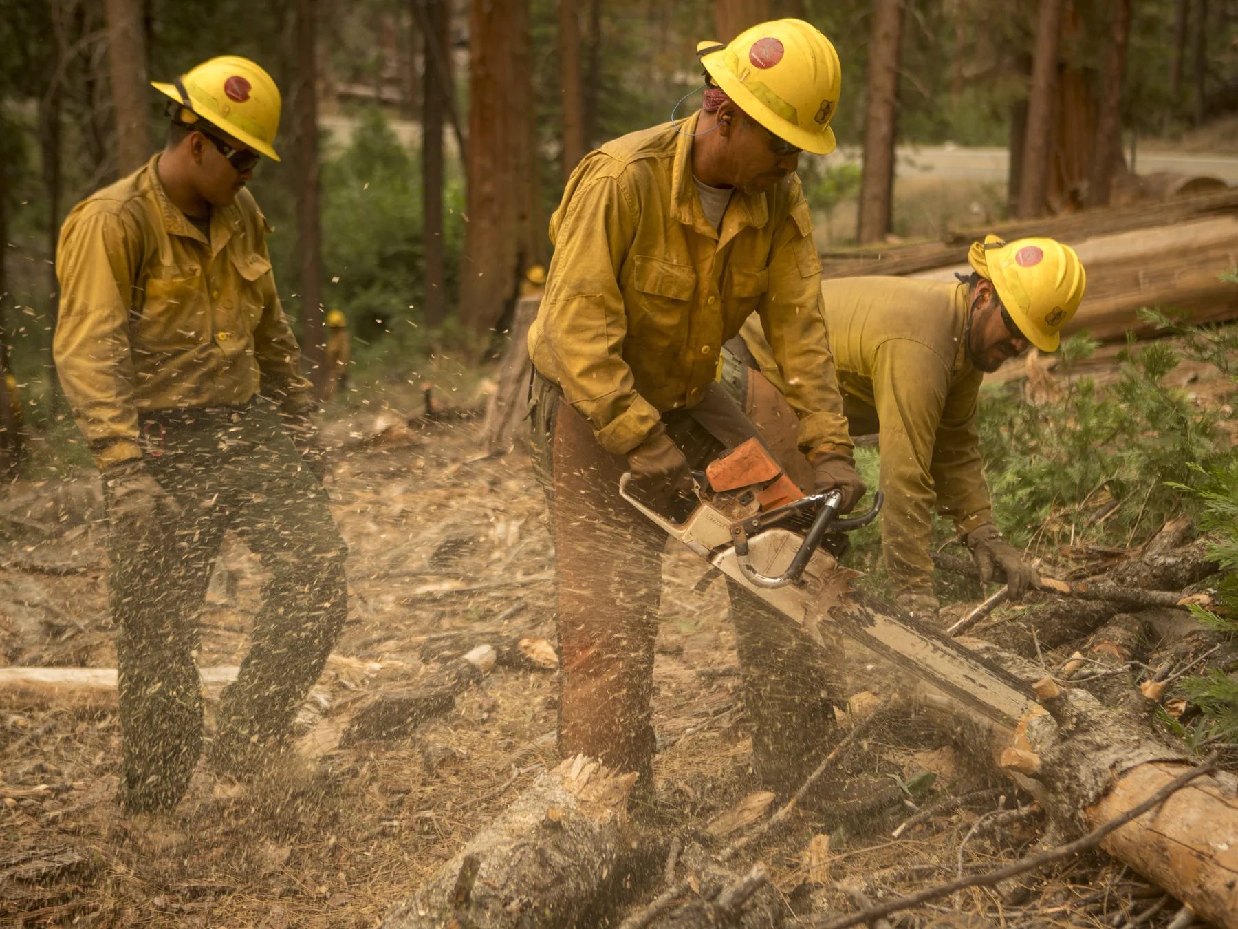 A forestry crew performs fuel-reduction work on California forestland, addressing organic material removal under AB 1666