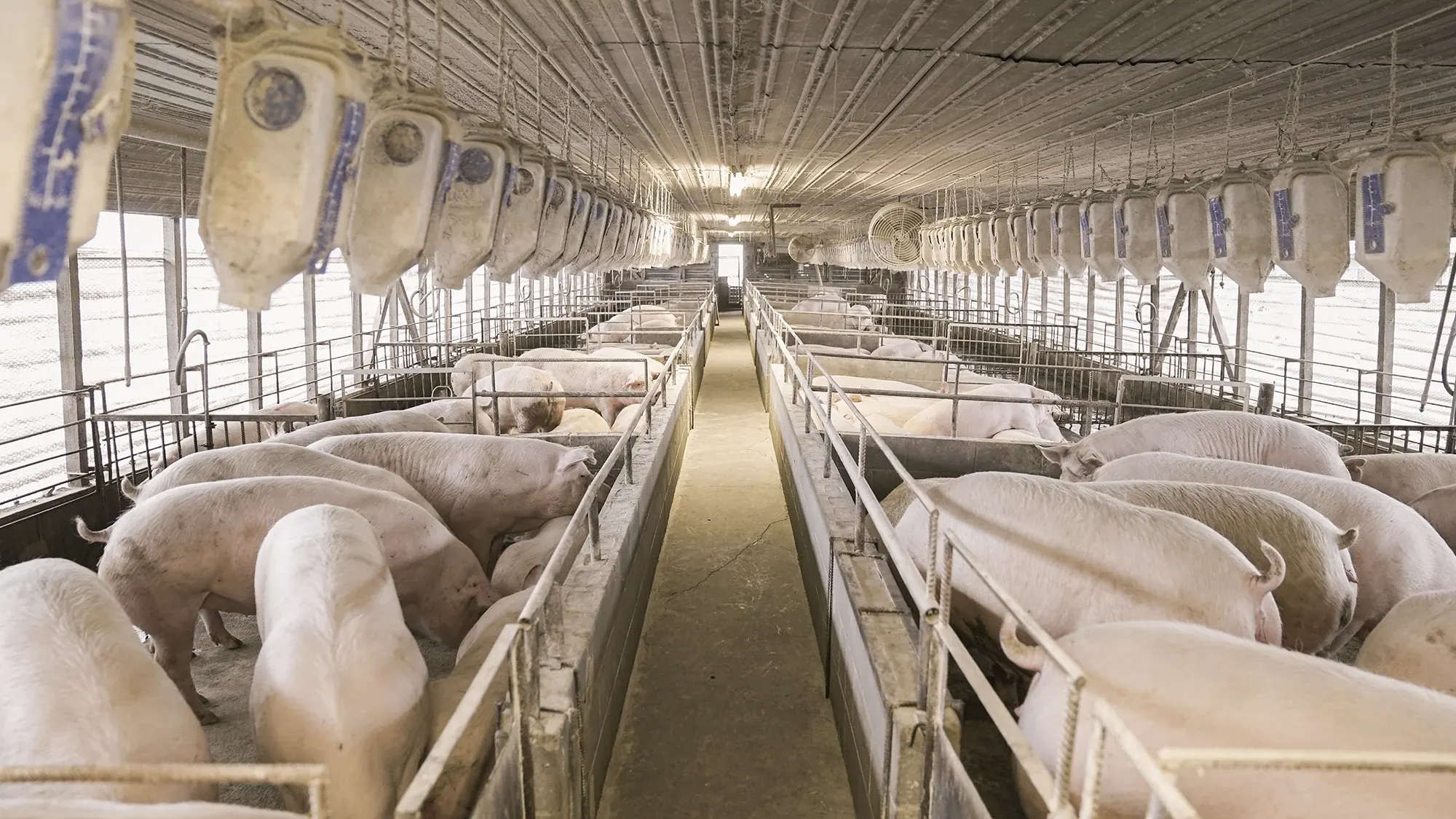 NC farm bureau context 2