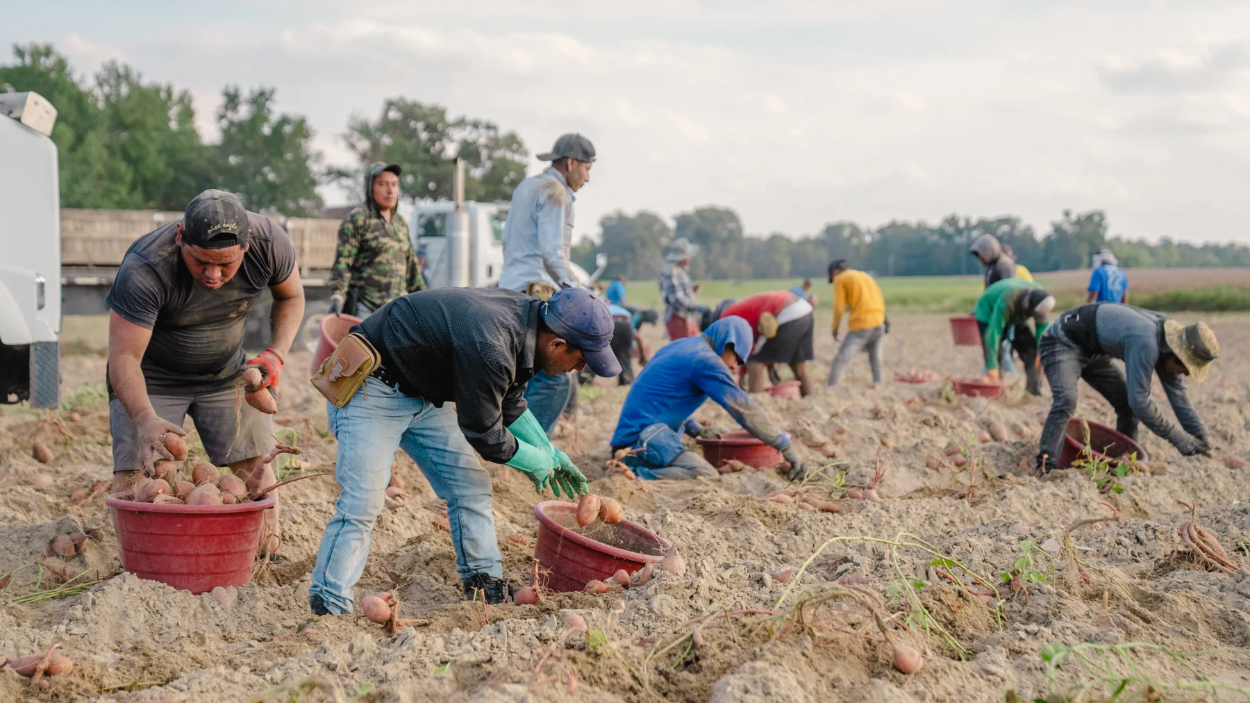 Agricultural field operations showing farm labor and operating context at scale
