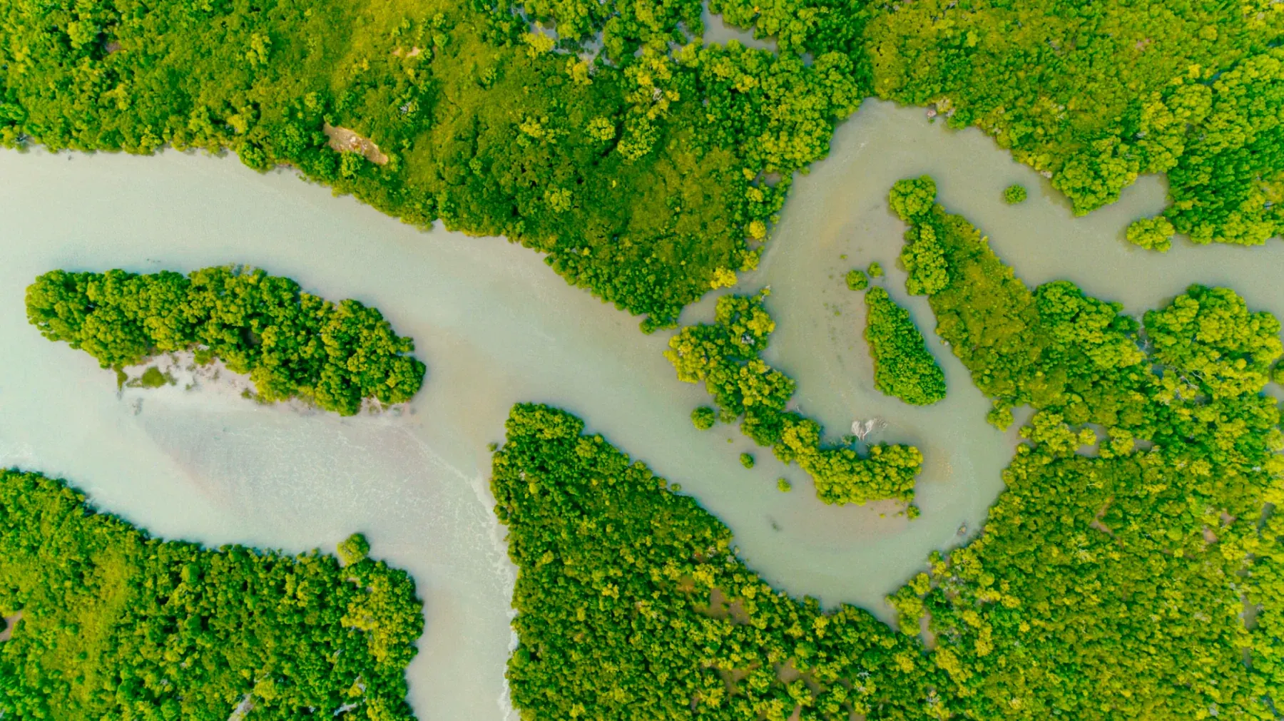 Mangrove ecosystem — biodiversity and ecological return